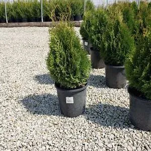 #2 arborvitae holmstrup