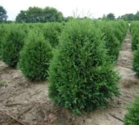 #2 arborvitae holmstrup